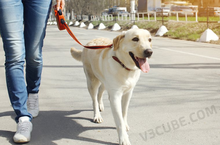 On Demand Dog Walking On Demand Dog Walking